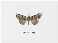 藏品(連珠波紋蛾)的圖片